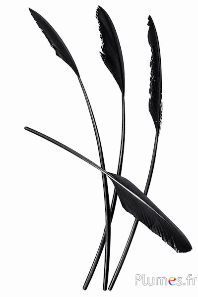 Cigno freccia - 35-40 cm - nero